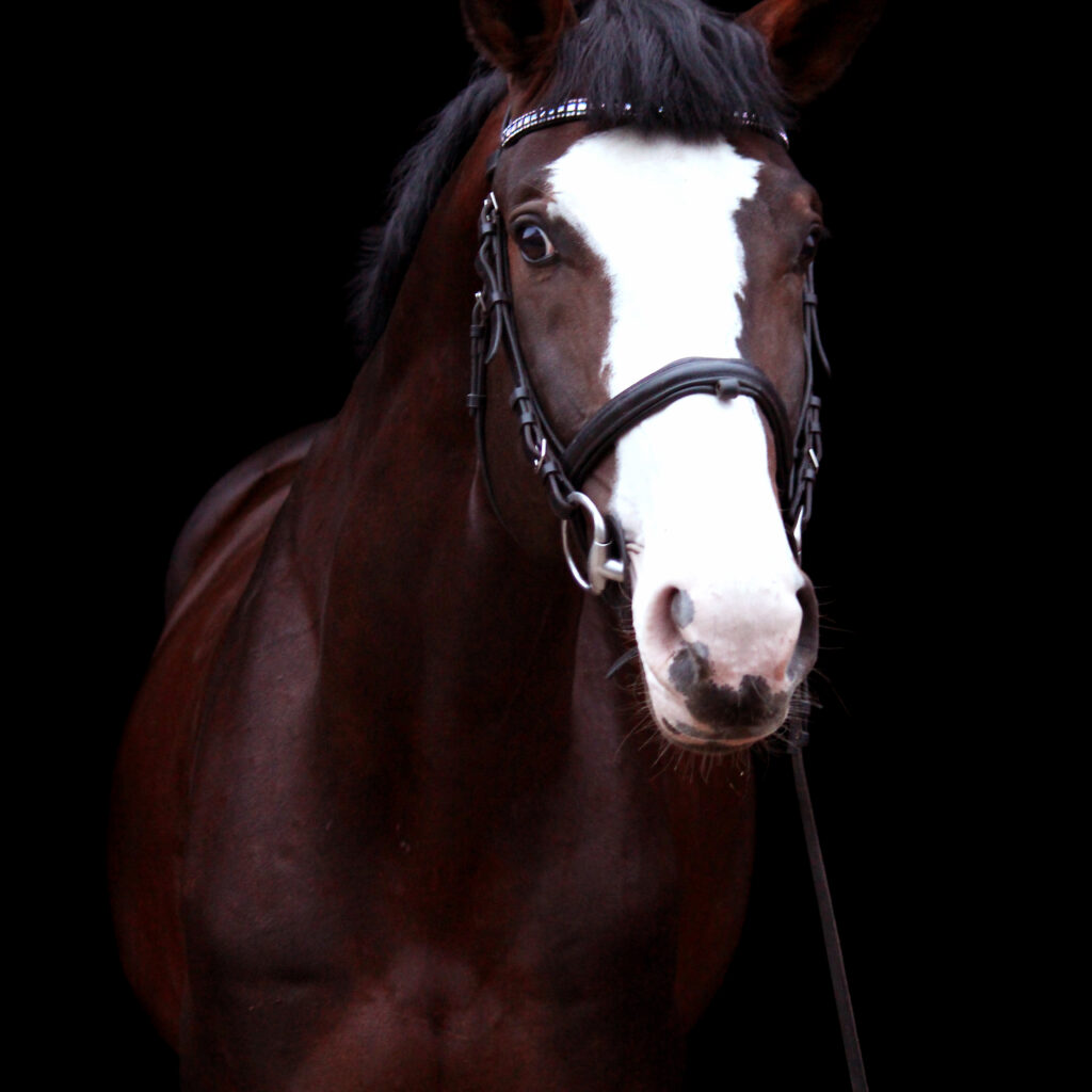 Beautiful bay horse with bridle portrait on black background