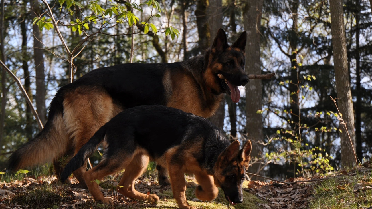 Razas de perros cola larga