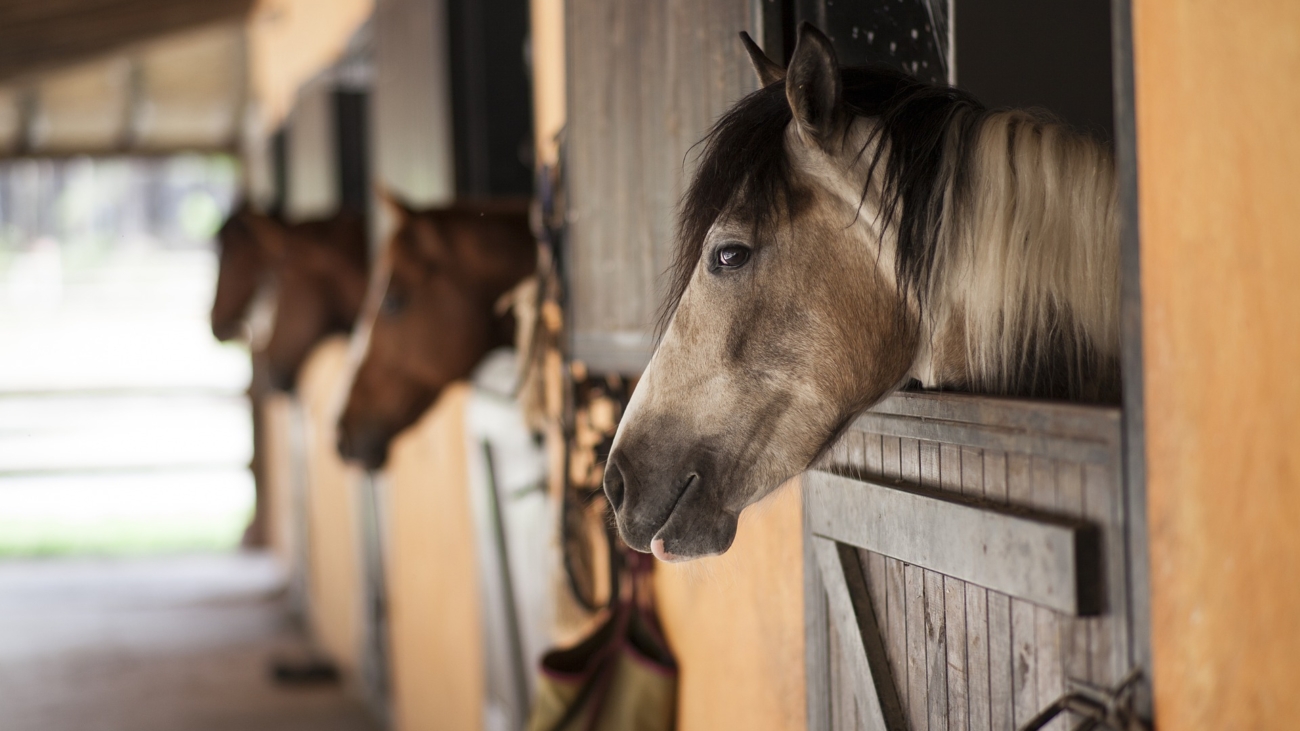 Top mejores razas de caballos