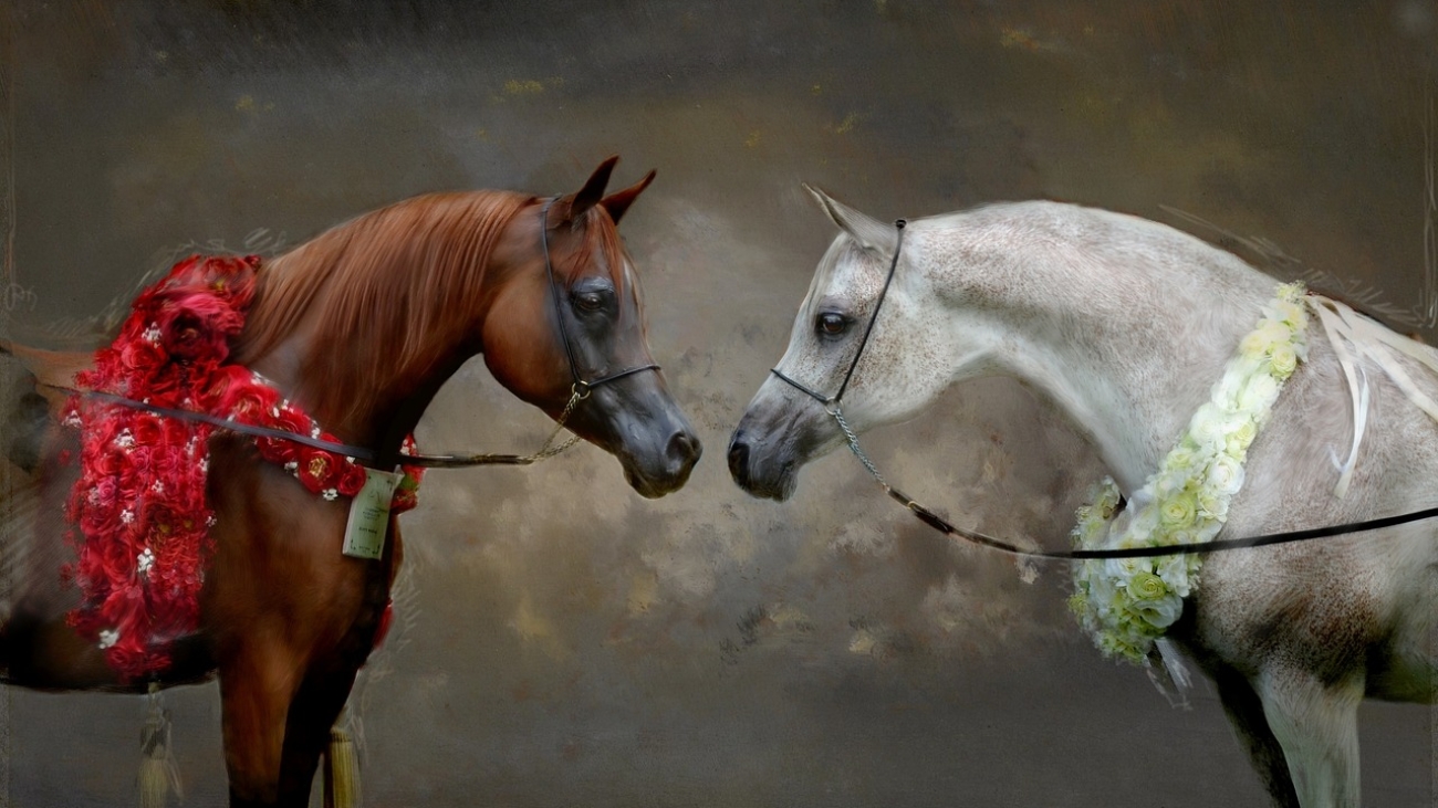 Caballos de raza árabe