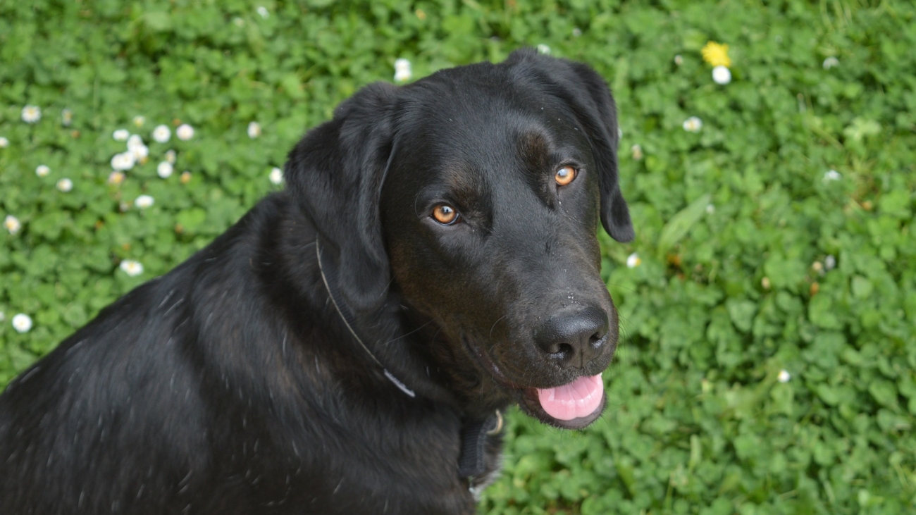 Cuidados del pelaje de los perros