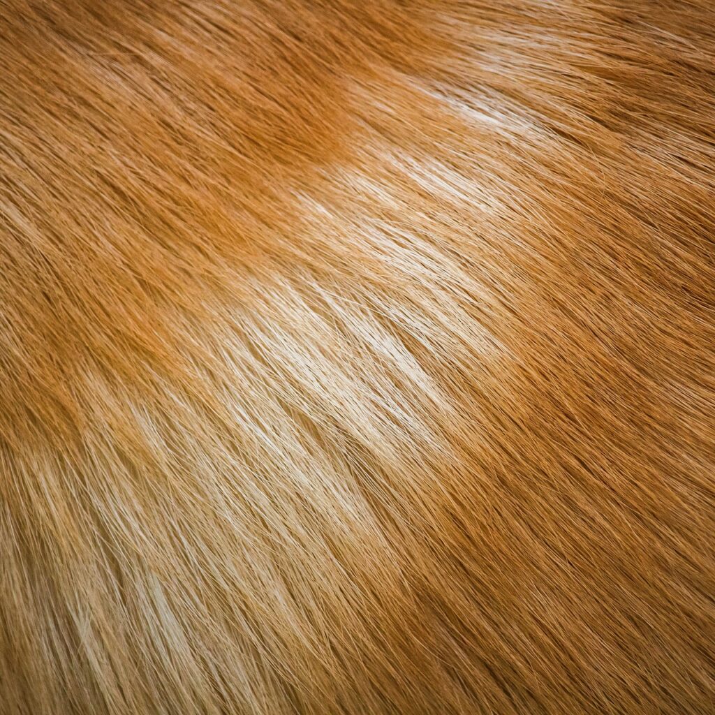 Tipos de pelajes de los perros