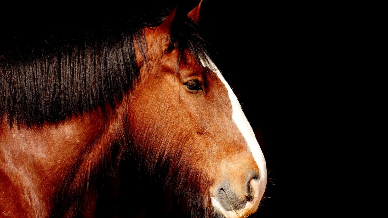 Importancia de conocer la Epidermólisis bullosa en los caballos